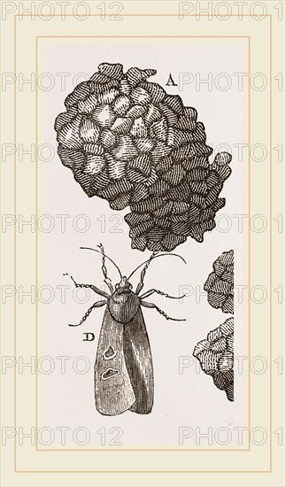 Earth-mason Moth and Nest