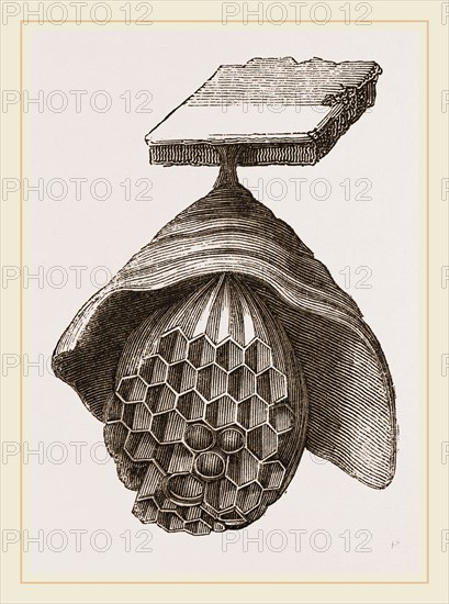 First Stage of Hornets' Nest