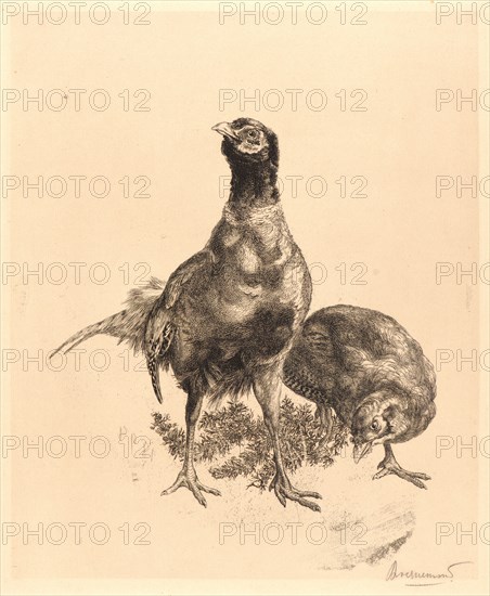 Félix Bracquemond (French, 1833 - 1914). Pheasants, Rooster, and Hen (Faisons, Coq, et Poule), 1898. Etching. First state.