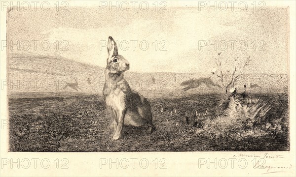 Félix Bracquemond (French, 1833 - 1914). The Hare (Le LiÃ¨vre). Etching.