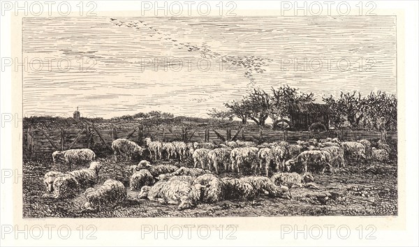 Charles FranÃ§ois Daubigny (French, 1817 - 1878). The Sheepfold, Morning (La Grand Parc Ã  Moutons, le Matin), ca. 1860. Etching on chine collé. Plate: 217 mm x 377 mm (8.54 in. x 14.84 in.). Third of four states, undescribed state between second and third.