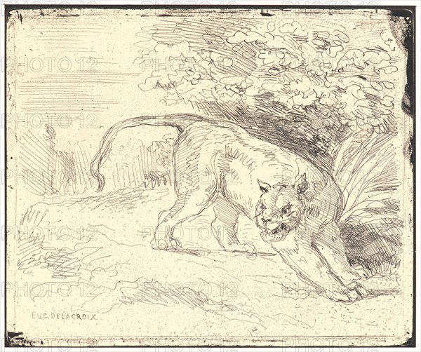 EugÃ¨ne Delacroix (French, 1798 - 1863). Tigre en Arret, 19th century. From Quarante Clichés-Glace. Cliché-verre.
