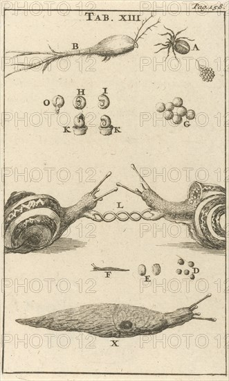 Snails XIII, Jan Luyken, Jan Claesz ten Hoorn, 1680