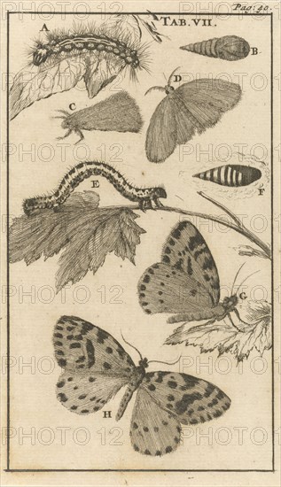 Caterpillars, dolls and butterflies VII, Jan Luyken, Jan Claesz ten Hoorn, 1680