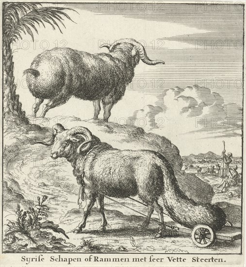 Syrian sheep or ram, Jan Luyken, Willem Goeree, 1683