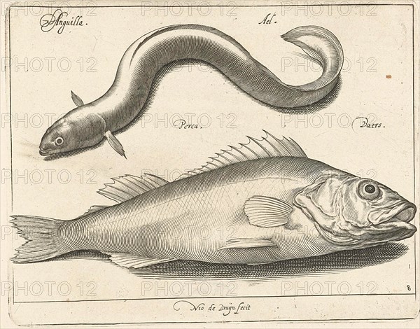 Eel and bass, Nicolaes de Bruyn, 1581 - 1656