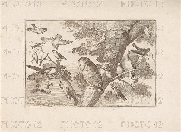 Owl and other birds in a tree, print maker: Pieter Schenk I attributed to, Francis Barlow, Pieter Schenk I, 1675 - 1711