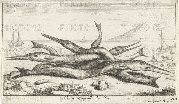 Needlefish, Belonidae on the beach, Albert Flamen, Jacques van Merlen, Lodewijk XIV koning van Frankrijk, 1664