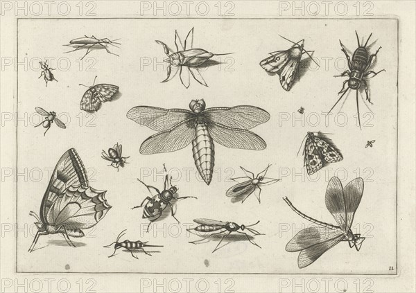 Insects, Jacob Hoefnagel, Joris Hoefnagel, Claes Jansz. Visscher (II), 1630