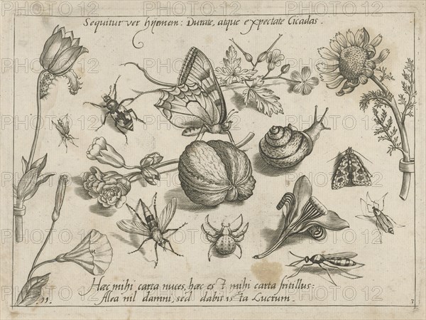 Insects, flowers and a snail around a walnut, Jacob Hoefnagel, Joris Hoefnagel, 1592