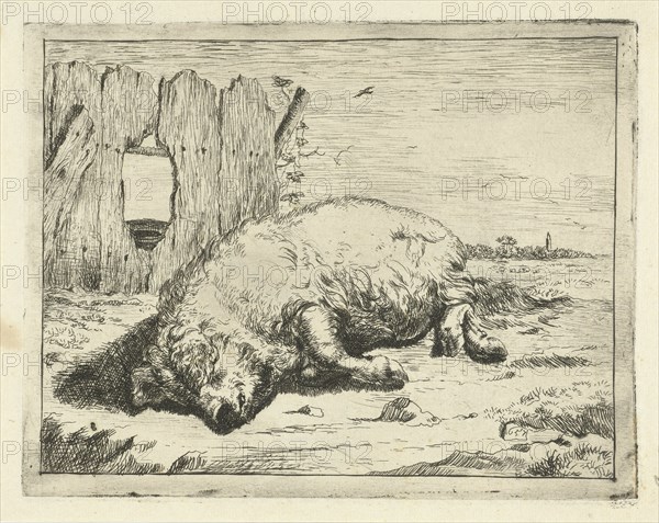 Lying pig, Marcus de Bye, Paulus Potter, 1657