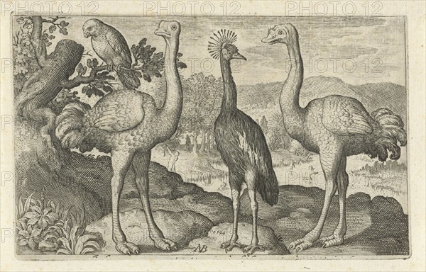 Crane between two ostriches, print maker: Nicolaes de Bruyn, Nicolaes de Bruyn, Francoys van Beusekom, 1594