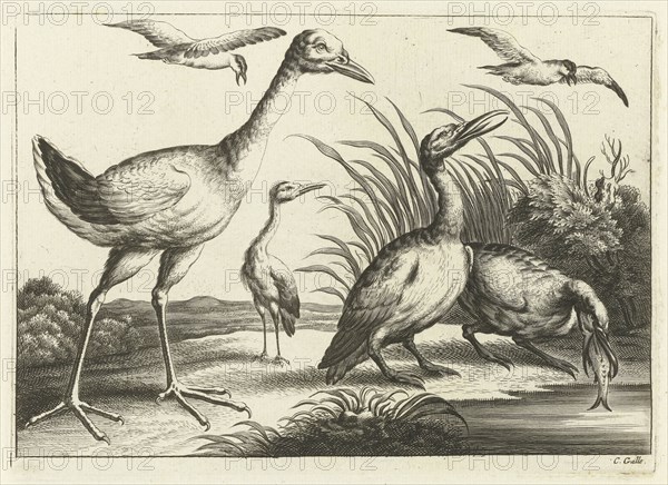Waterfowl, print maker: Pieter van Lisebetten, Wenceslaus Hollar, Francis Barlow, 1654 - 1678