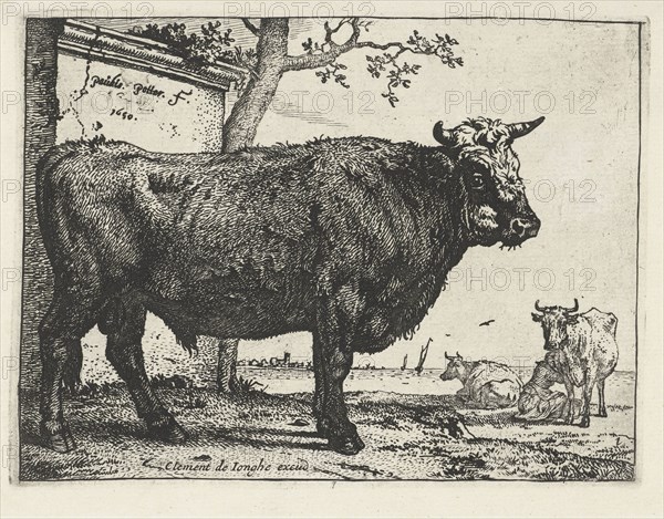 Taurus, Paulus Potter, 1650