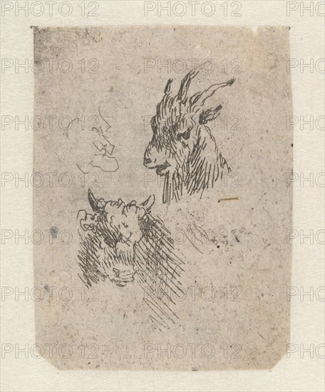 Heads of a goat and a cow, possibly Nicolaes Pietersz. Berchem, 1630 - 1683