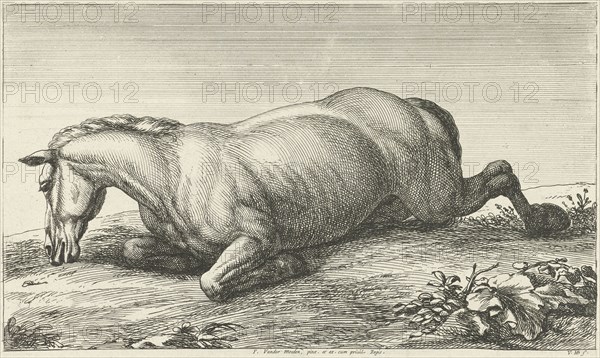 Killed horse lying on stomach, Jan van Huchtenburg, Adam Frans van der Meulen, unknown, 1674 - 1733