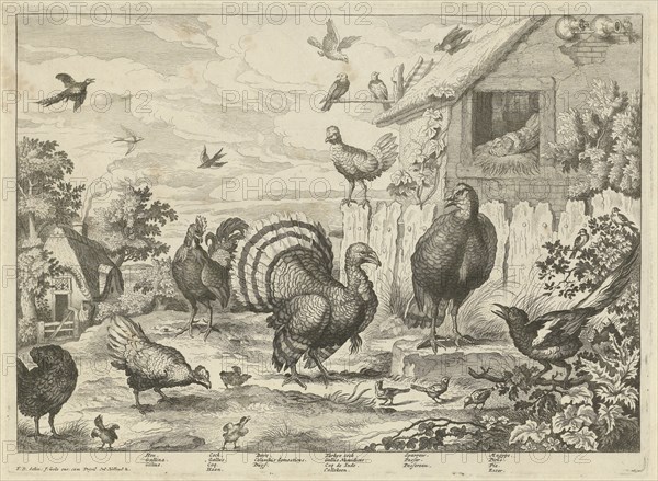 Various poultry and a turkey, Jan Griffier (I), Jacob Gole, 1670 - 1724