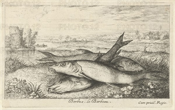 Three barbs on a riverbank, Albert Flamen, Jacques van Merlen, Lodewijk XIV (koning van Frankrijk), 1664