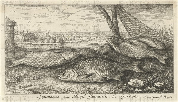 Four roaches and a fishing net, Albert Flamen, Jacques van Merlen, Louis XIV King of France, 1664