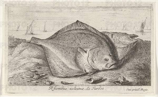 Two turbot on the beach, Albert Flamen, Jacques van Merlen, Lodewijk XIV (koning van Frankrijk), 1664