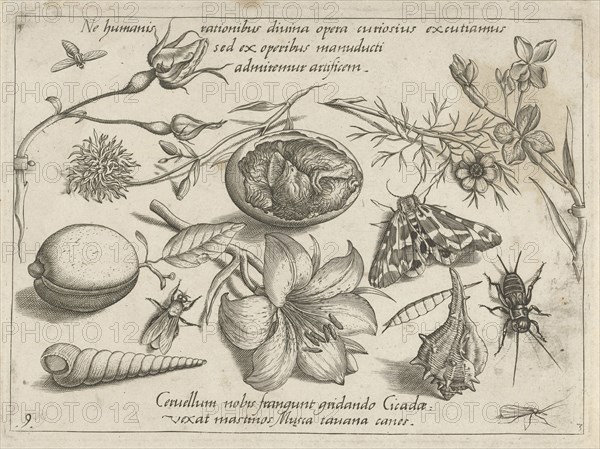 Insects, plants and shells around a chick in an egg, Jacob Hoefnagel, Joris Hoefnagel, 1592