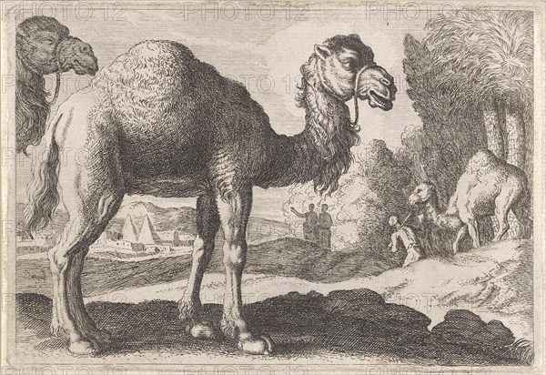 Camels, Anonymous, Herman van Swanevelt, 1636 - 1705