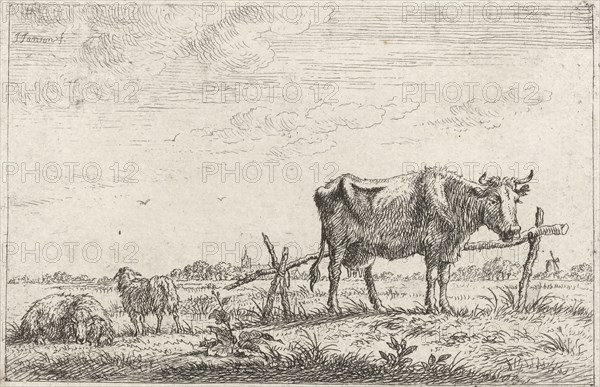 Pasture with cows and sheep, print maker: Johannes Janson, 1761 - 1784