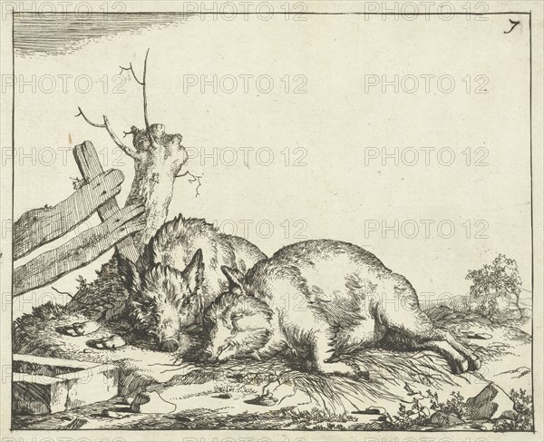 Two pigs lying near a fence, Marcus de Bye, Paulus Potter, 1657 - c. 1677