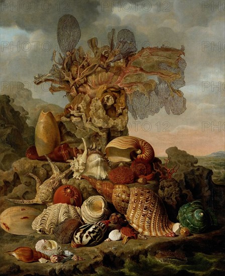 Shells and Marine Plants, Henricus Franciscus Wiertz, 1809