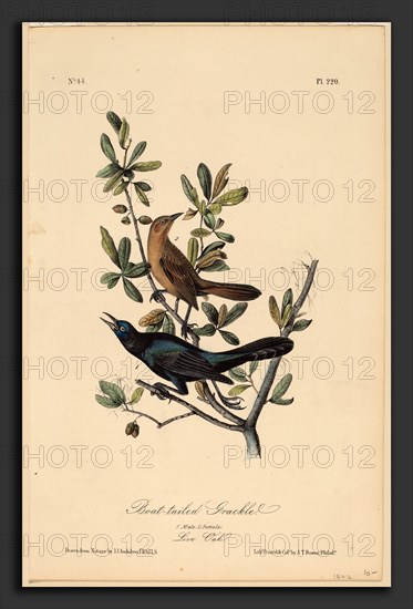 John T. Bowen after John James Audubon, Boat-tailed Grackle, American, c. 1810 - probably 1856, hand-colored lithograph