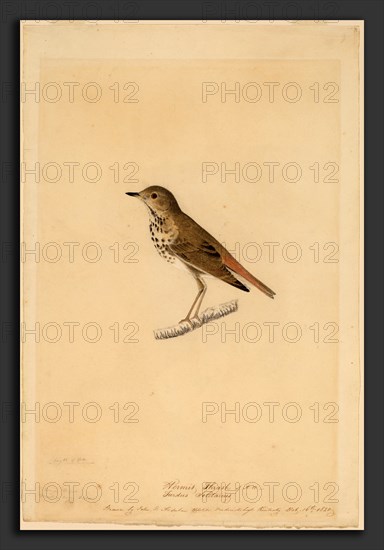 John James Audubon, Hermit Thrush, American, 1785 - 1851, 1820, black chalk, watercolor, and gouache over graphite