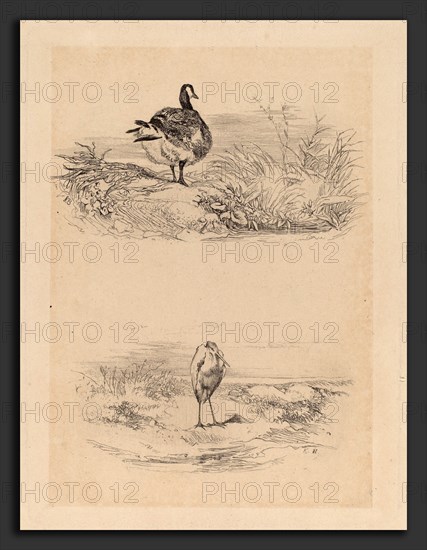 Karl Bodmer, Oie, Heron, Swiss, 1809 - 1893, etching