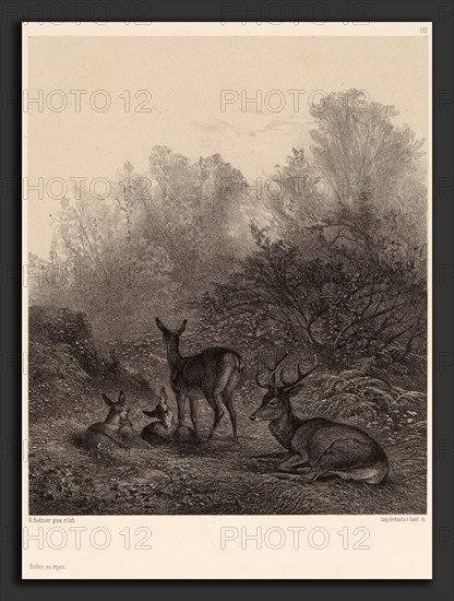 Karl Bodmer, Biches au repos, Swiss, 1809 - 1893, lithograph