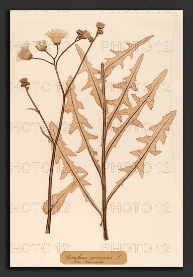 Constetin von Ettinghausen and Alois Pokorny (Austrian, active 1856), Sonchus arvensis, 1856, nature print; dried & pressed plant is rolled between a copper & lead plate; lead plate is electroplated & printed intaglio