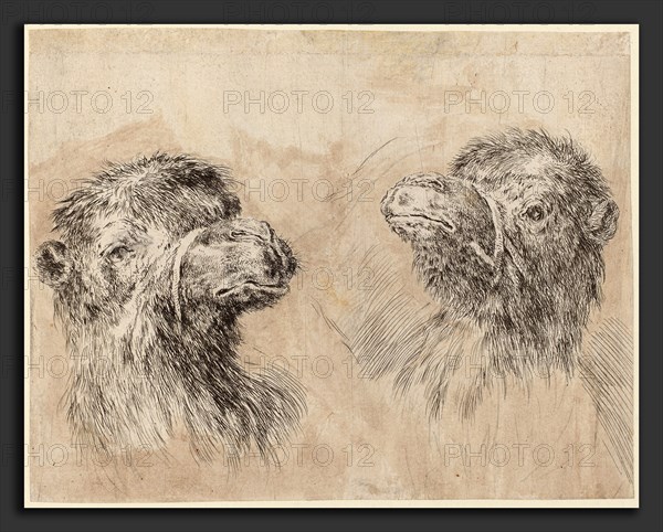 Stefano Della Bella (Italian, 1610 - 1664), Two Camel Heads [recto], probably 1649, etching with revisions in black chalk and brown wash on laid paper