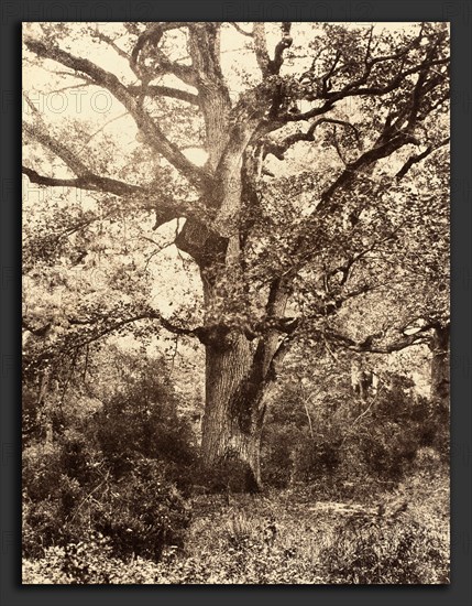 EugÃ¨ne Cuvelier (French, 1837 - 1900), PrÃ¨s du Bodmer, 1860s, albumen print