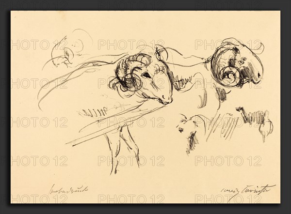 Lovis Corinth, Rams (SchafbÃ¶cke), German, 1858 - 1925, 1912, lithograph in black on laid paper