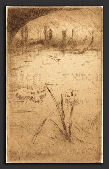 James McNeill Whistler (American, 1834 - 1903), Swan and Iris, published 1883, etching in brown on laid paper