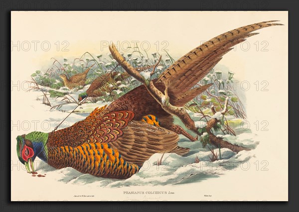 John Gould and W. Hart (British, active 1851 - 1898), Phasianus colchicus (Ring-necked Pheasant), hand-colored lithograph