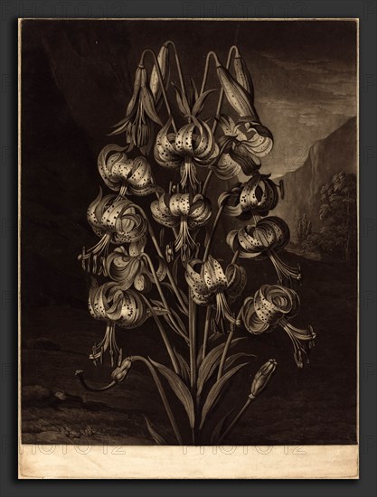 William Ward after Philip Reinagle (British, 1766 - 1826), The Superb Lily, 1799, mezzotint with etching on wove paper [proof]