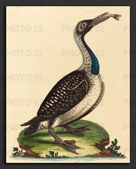 George Edwards (English, 1694 - 1773), Black and White Water-Fowl with Blue Throat, hand-colored etching on laid paper