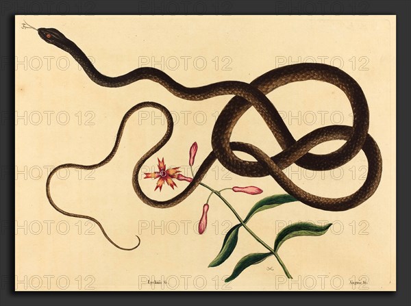 Mark Catesby (English, 1679 - 1749), The Coach-Whip Snake (Coluber flagellum), published 1731-1743, hand-colored etching
