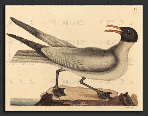 Mark Catesby (English, 1679 - 1749), The Laughing Gull (Larus articilla), published 1731-1743, hand-colored engraving on laid paper