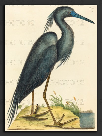 Mark Catesby (English, 1679 - 1749), The Blue Heron (Ardea coerulea), published 1731-1743, hand-colored engraving on laid paper