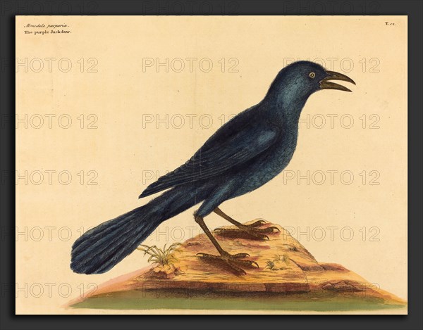 Mark Catesby (English, 1679 - 1749), The Purple Jack Daw (Gracula Quiscula), published 1731-1743, hand-colored etching