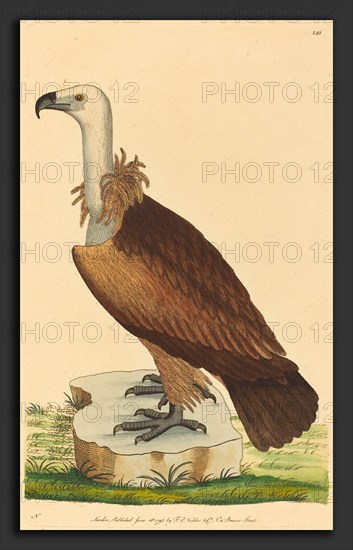 British 18th Century, The Alpine Vulture, 1793, hand-colored etching