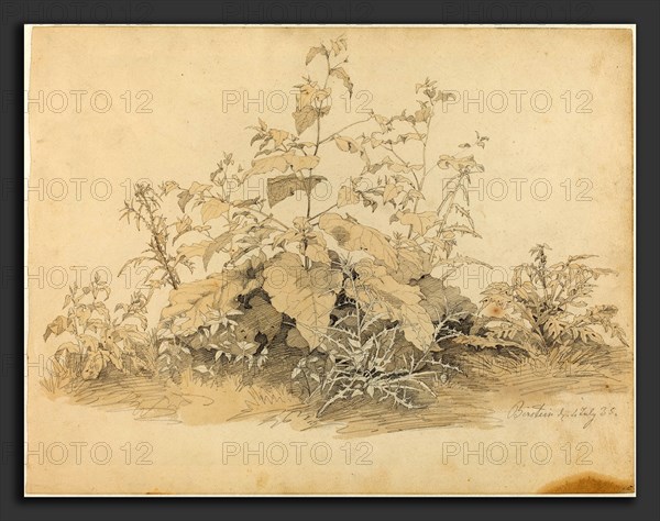 Johann Christian Heerdt (German, 1812 - 1878), Wild Plants near Birstein, 1835, graphite and pale brown wash on wove paper
