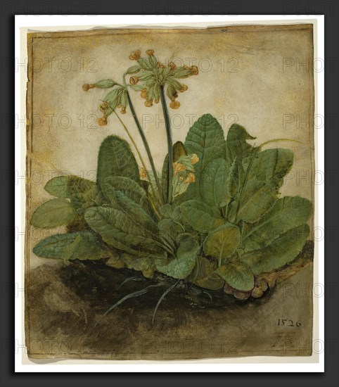 Albrecht DÃ¼rer (German, 1471 - 1528), Tuft of Cowslips, 1526, gouache on vellum