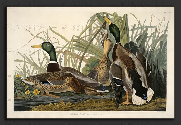 Robert Havell after John James Audubon, Mallard Duck, American, 1793 - 1878, 1834, hand-colored etching and aquatint on Whatman paper