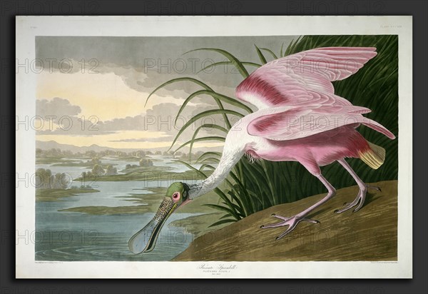 Robert Havell after John James Audubon, Roseate Spoonbill, American, 1793 - 1878, 1836, hand-colored etching and aquatint on Whatman paper